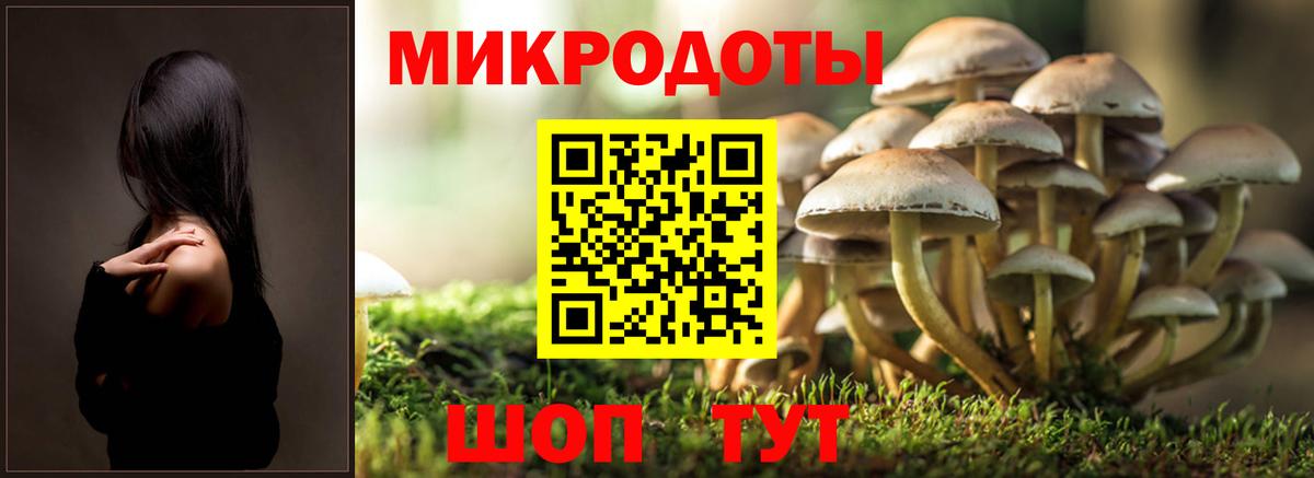 Псилоцибиновые грибы Cubensis Сунжа